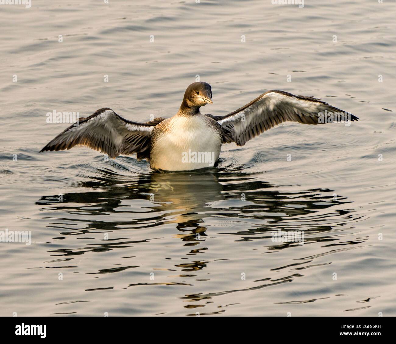 Comune Loon immaturo giovane uccello nuotare nel suo ambiente e habitat circostante, mostrando il suo crescente palco spalmato ali e piuma. Loon. Foto Stock