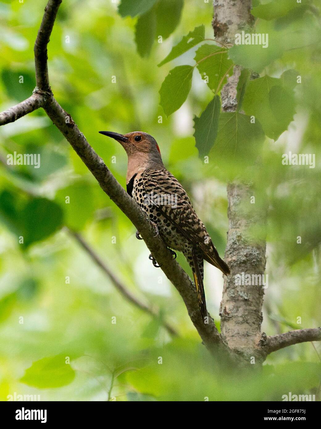 Uccello femmina Northern Flicker appollaiato su un ramo con sfondo verde sfocato nel suo ambiente e habitat circostante durante l'accoppiamento di stagione degli uccelli. Foto Stock