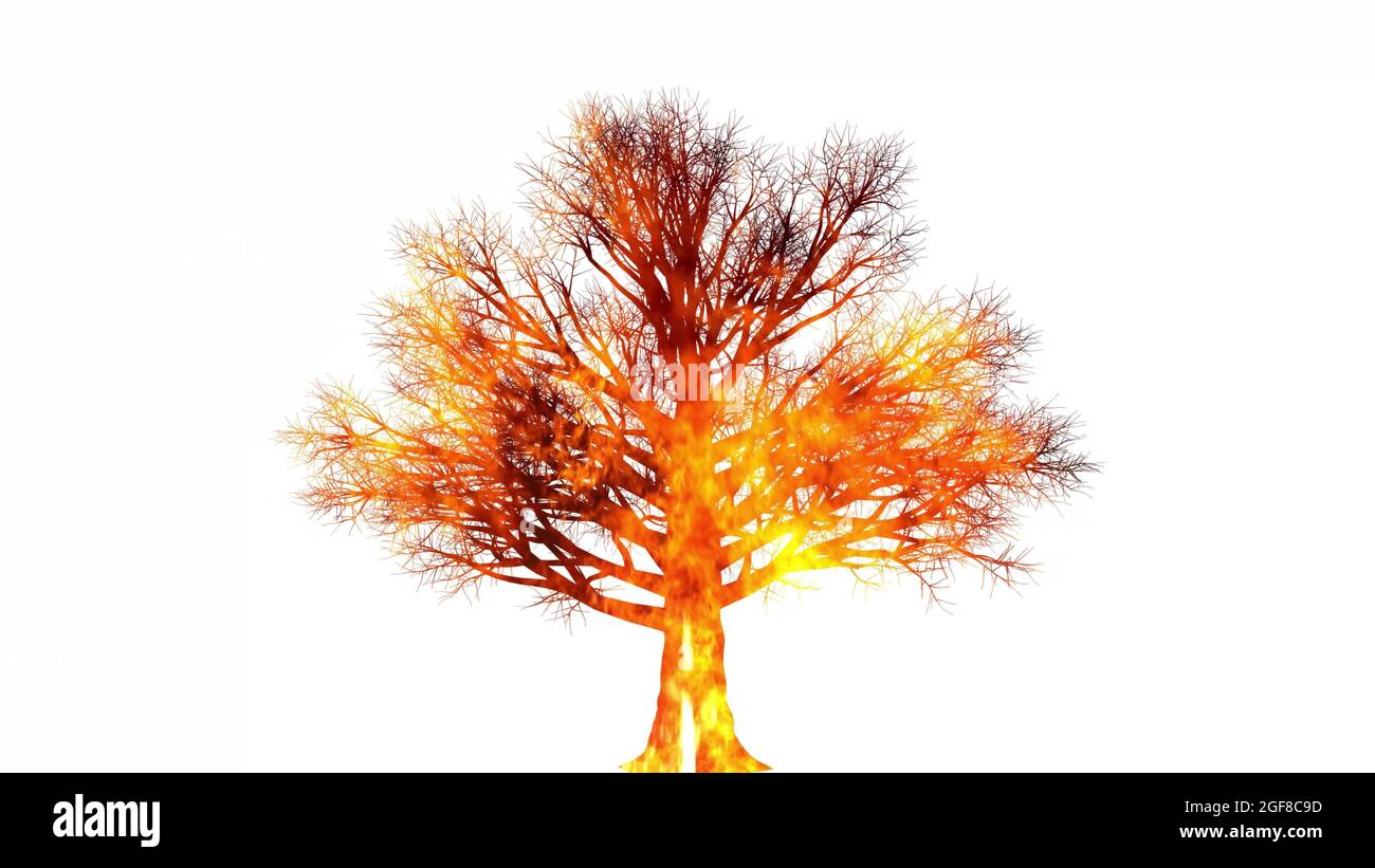 un albero sul fuoco 360 gradi rotazione vista di un albero selvatico che è bruciato Foto Stock