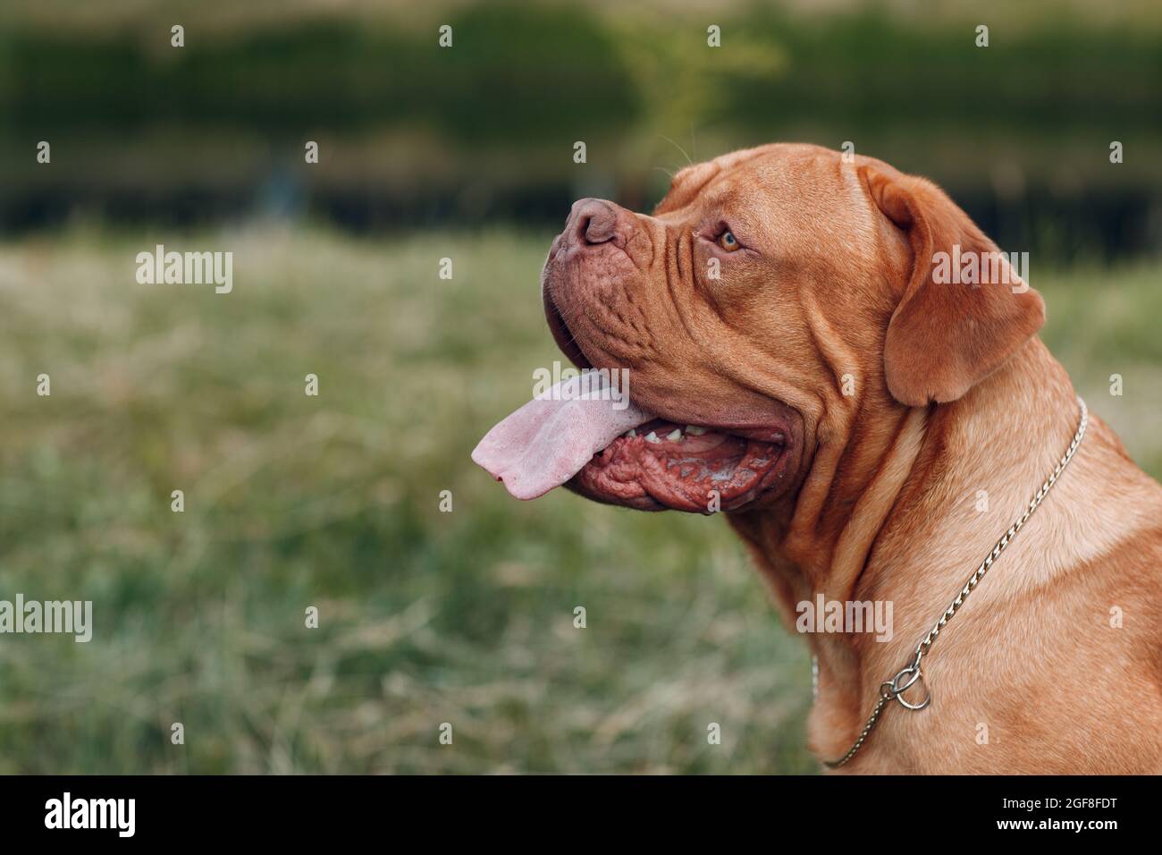 Ritratto Dogue de Bordeaux. Purebred francese Mastiff cane Foto Stock