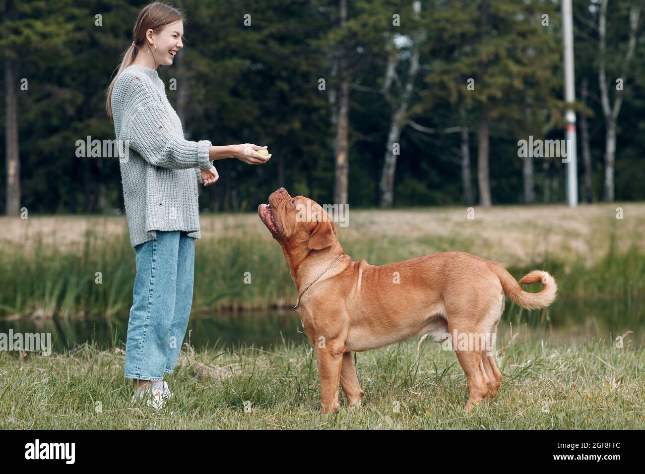 Dogue de Bordeaux o French Mastiff con giovane donna che gioca con la palla al parco all'aperto. Foto Stock