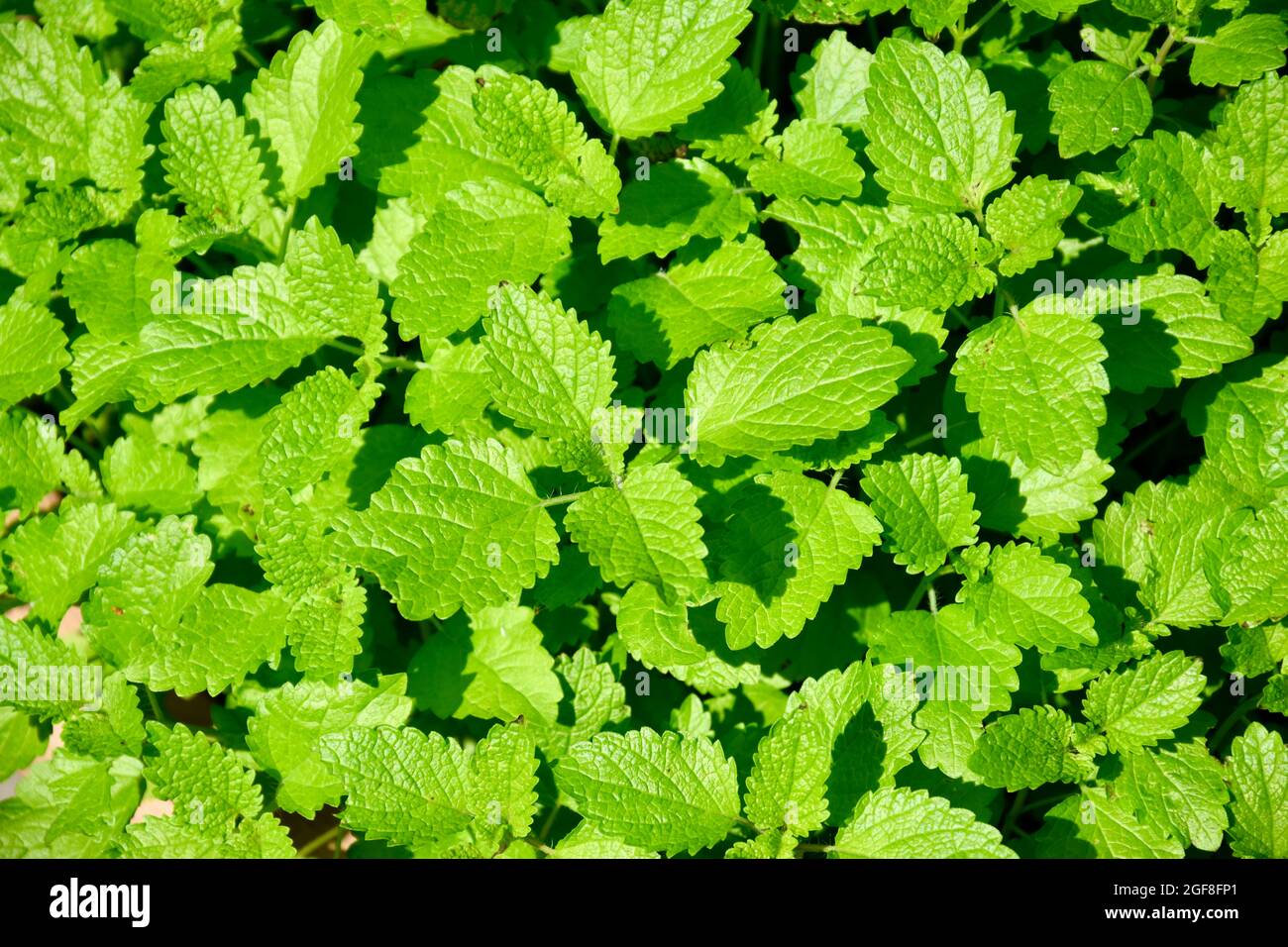 Zitronenmelisse - Melissa officinalis Foto Stock