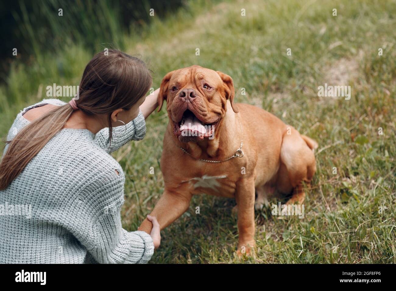 Dogue de Bordeaux o francese Mastiff dà zampino giovane donna al parco all'aperto. Foto Stock