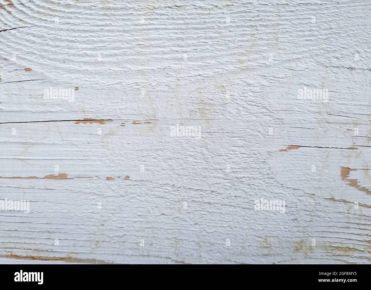Tessuto bianco di legno stagionato. Primo piano Foto Stock