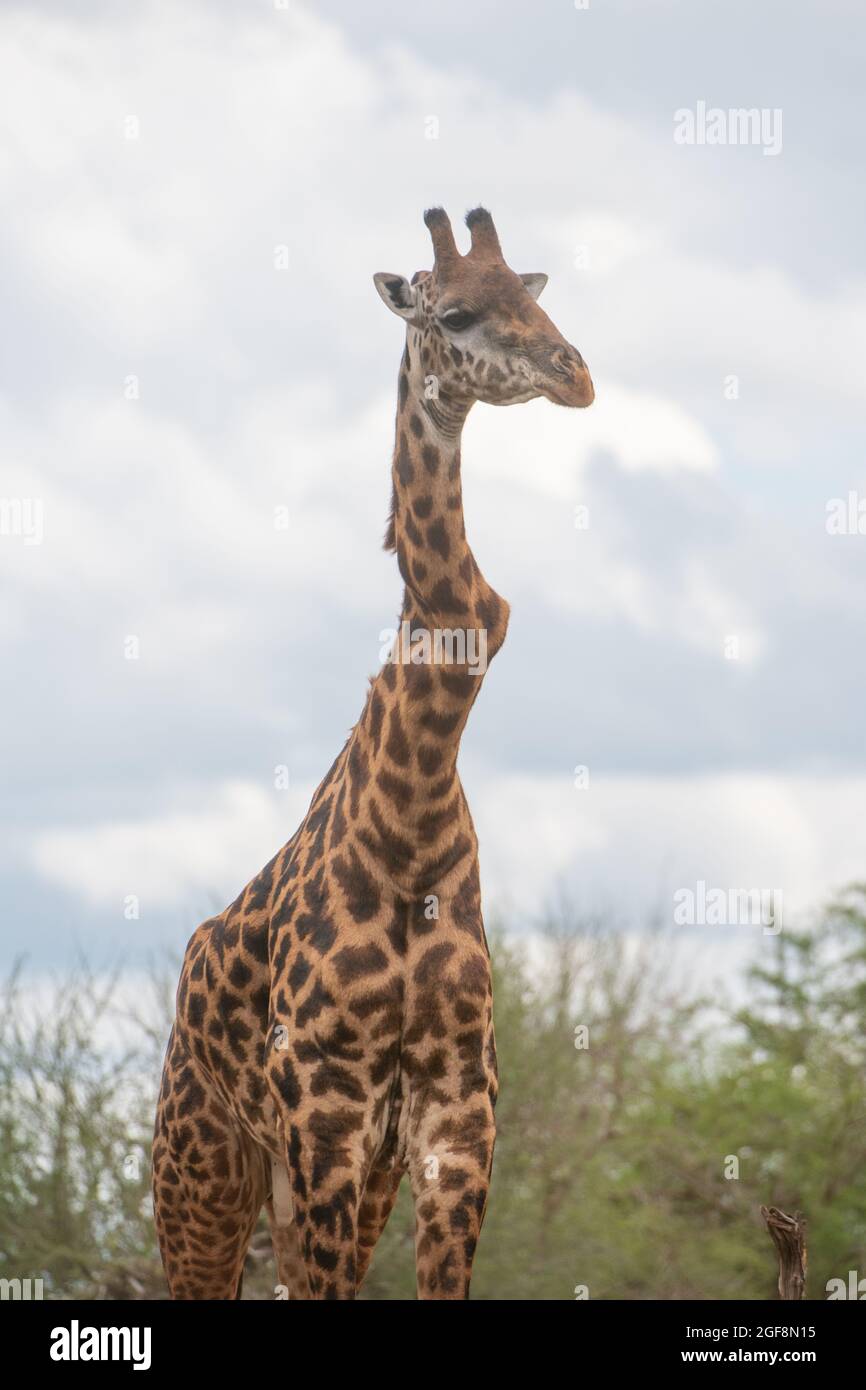 Una giraffa con una o due vertebre fortemente attorcigliate, ma si alza forte e sano! Questo è probabilmente l'effetto della scoliosi. Foto Stock