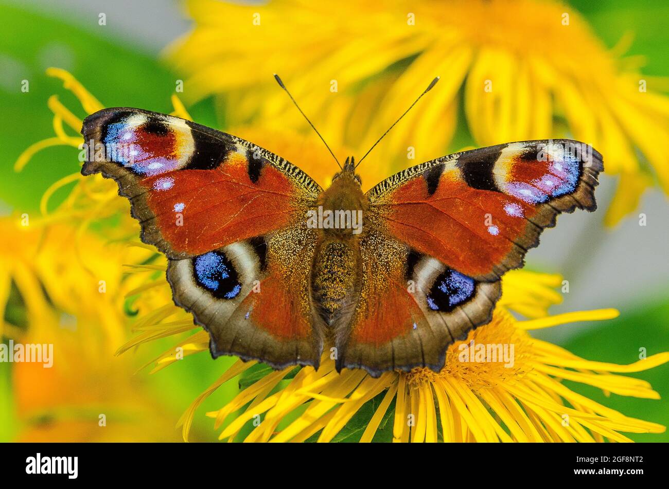 L'Aglais io, il pavone europeo, più comunemente noto semplicemente come la farfalla di pavone, è una farfalla colorata, che si trova in Europa e in Asia temperata Foto Stock