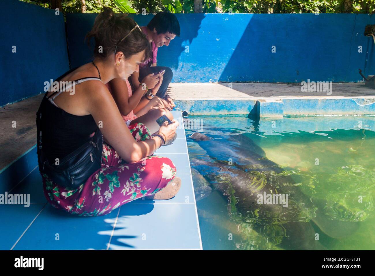IQUITOS, PERÙ - 19 GIUGNO 2015: I visitatori guardano il lamantino amazzonico (Trichechus inunguis) nel Centro di salvataggio Amazon Manatee vicino a Iquitos, Perù Foto Stock