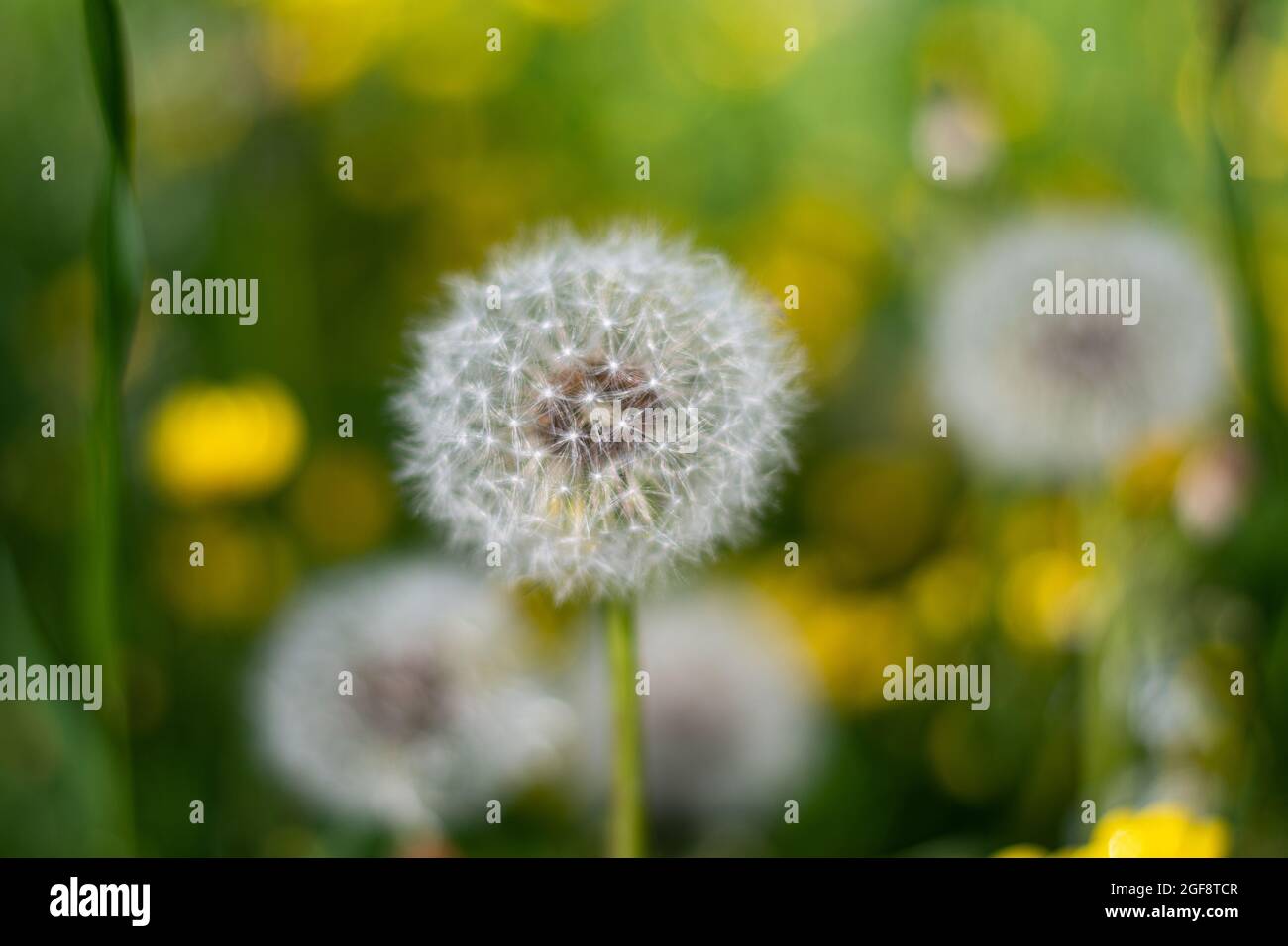 Dente di leone alla luce del sole su un fresco sfondo verde mattina. Sfondo verde con messa a fuoco morbida. Sfondo bellissimo, primo piano. Foto Stock