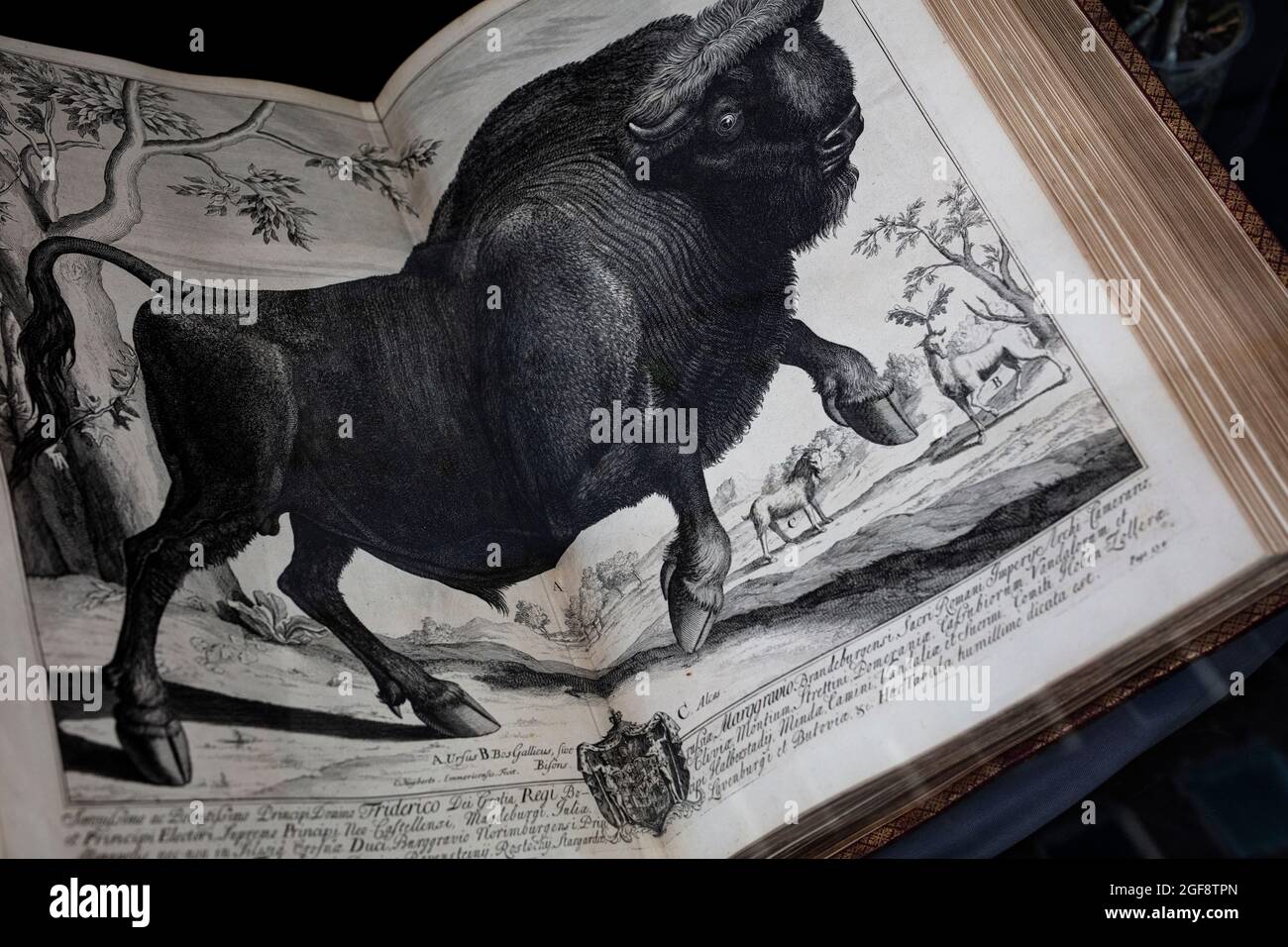 Immagine di bull in doppia pagina di diffusione di libro in finestra di Sokol Books, un bookseller antiquario a 239a Fulham Rd, Londra Foto Stock