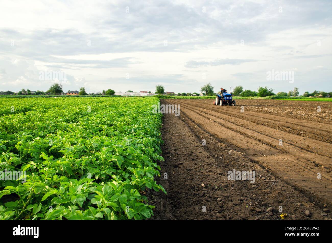 Il coltivatore coltiva metà del campo. Raccolta e distruzione delle cime dopo il raccolto. Liberare l'area per un nuovo raccolto. Macinazione del suolo. Plowin Foto Stock