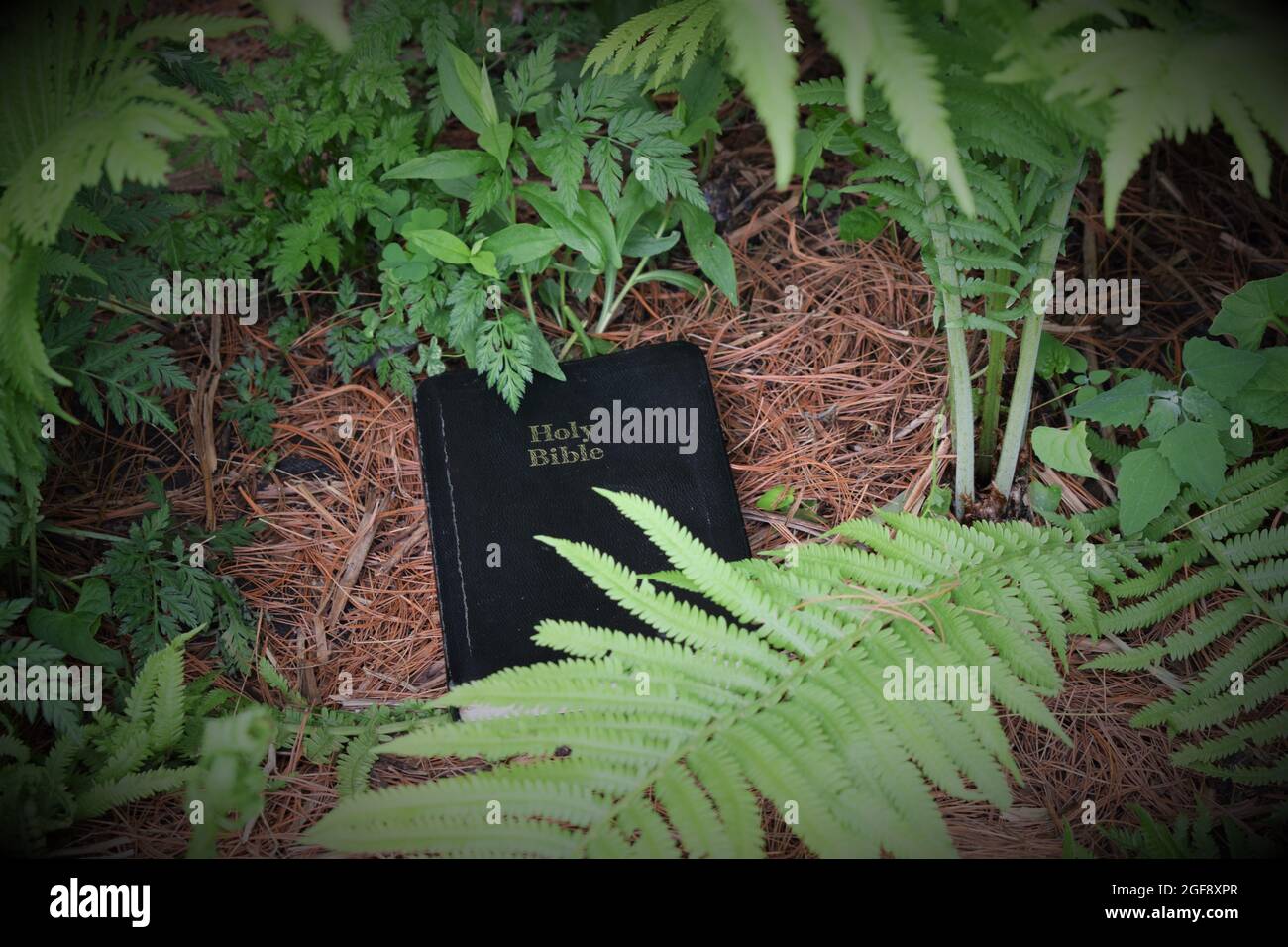 Scoprite la Parola di Dio nella natura Foto Stock