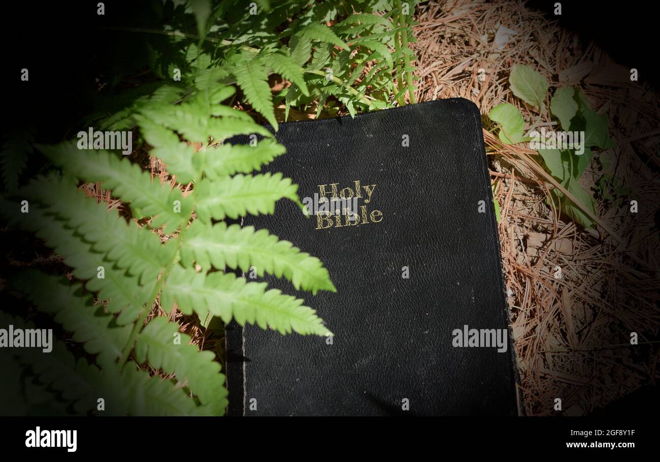 Scoprite la Parola di Dio nella natura Foto Stock
