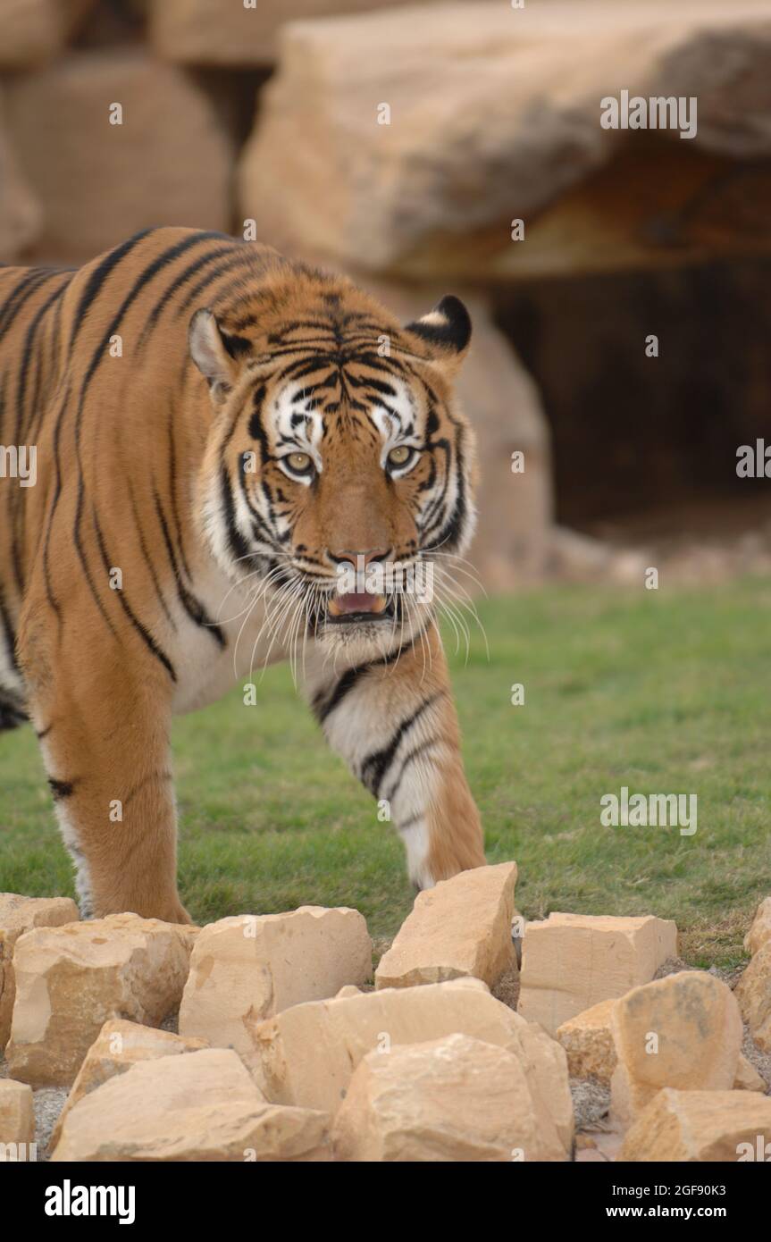 Una tigre selvaggia nello zoo della capitale Saudita, Riyadh, è tutta bellezza, forza e attrattiva Foto Stock