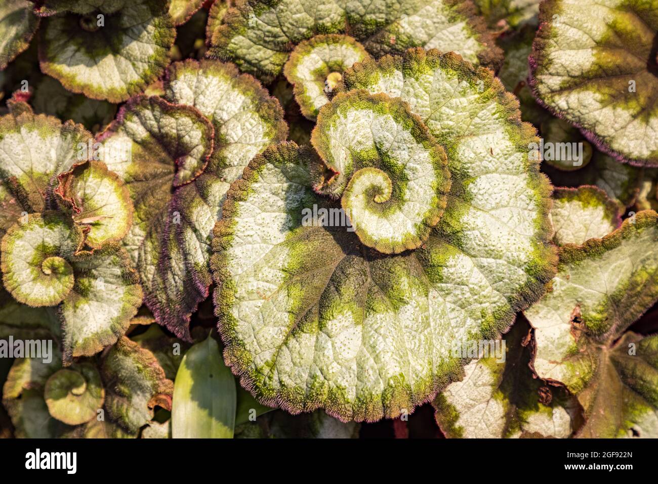 Pianta esotica con foglie variegate a spirale verde Foto stock - Alamy