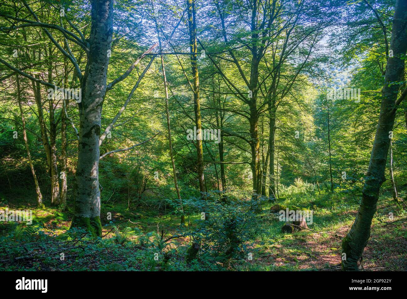 Foresta di faggio. Reserva del Saja, Cantabria, Spagna. Foto Stock