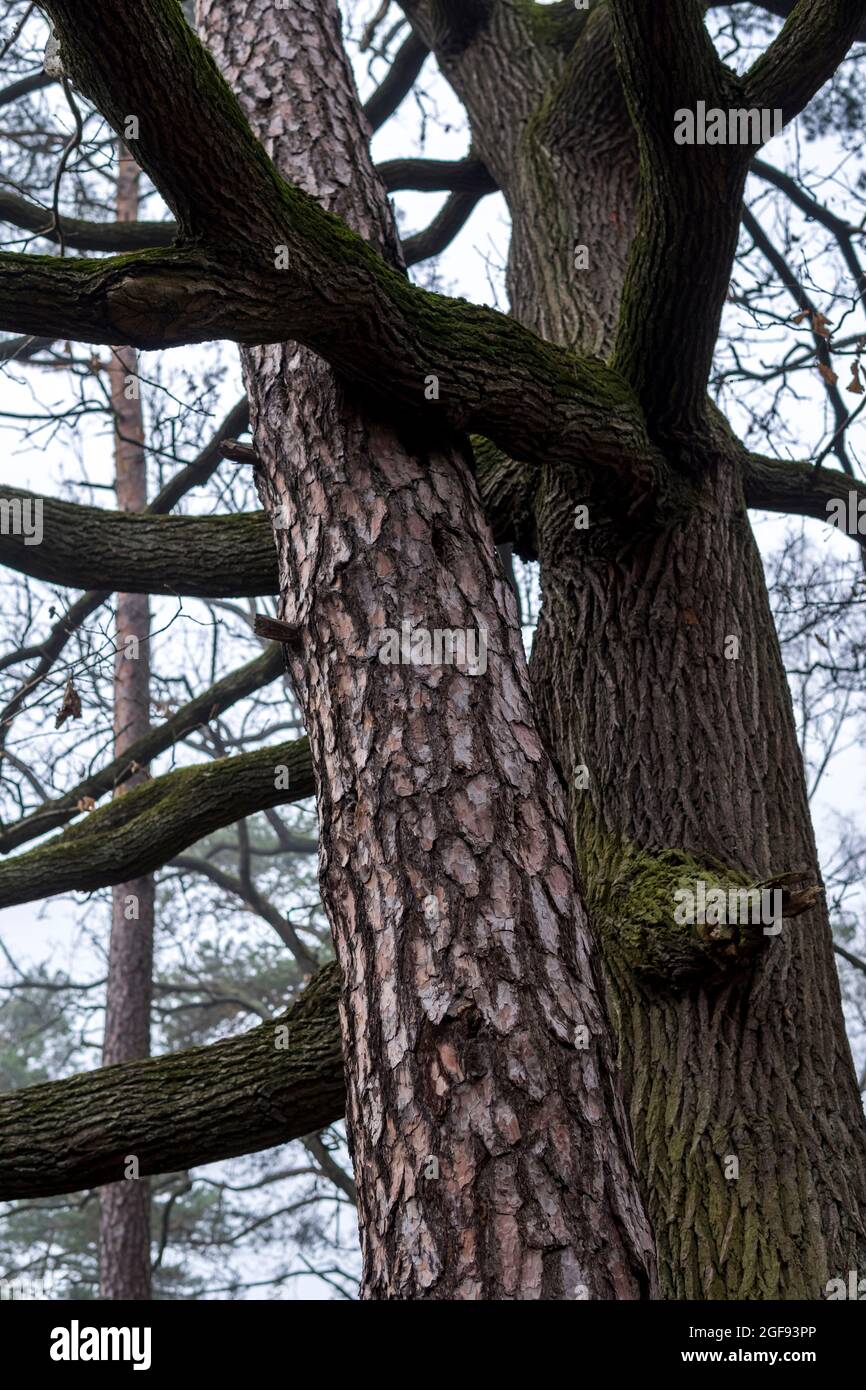 due tipi di alberi che si abbraccia l'un l'altro Foto Stock