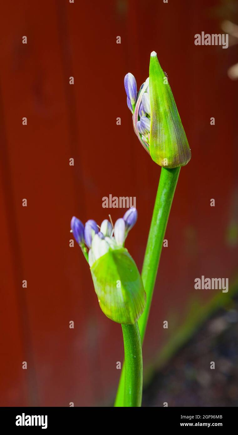 Flora, Fiori, Agapanthus di colore blu che cresce all'aperto in giardino. Foto Stock