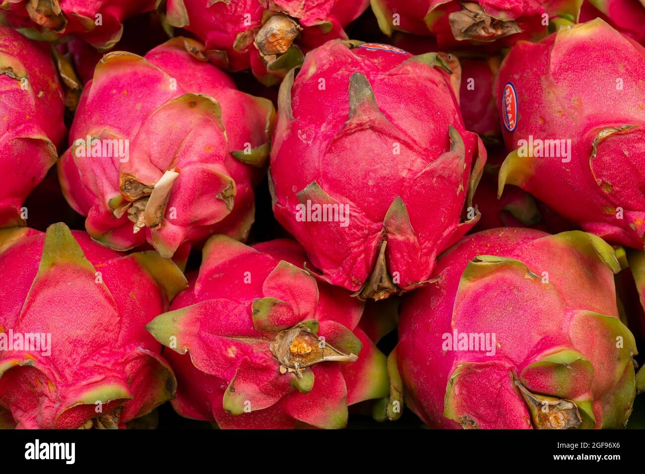Pitahaya o frutti di drago, genere Hylocereus, sono in vendita nella zona del mercato nuovo, Kolkata, Bengala Occidentale, India. Foto Stock