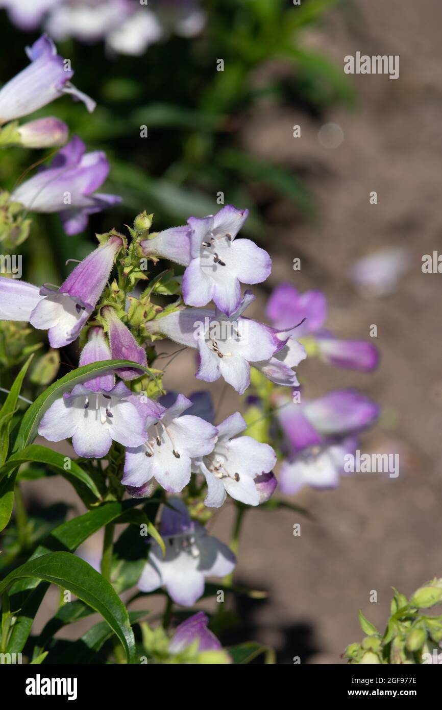 Pentemon "Harlequin Lilac" Foto Stock