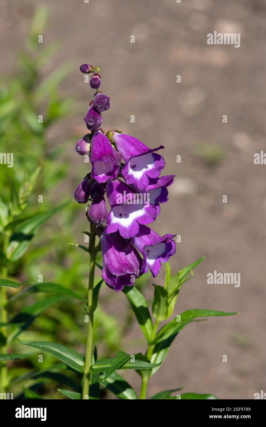 Penstemon 'Pensham zar' Foto Stock