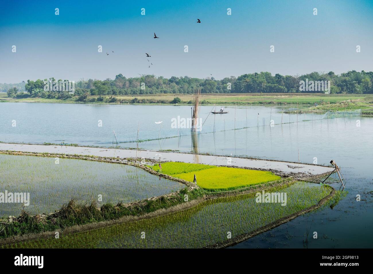 Bellissimo paesaggio rurale di Paddy Field con fiume e cielo blu sullo sfondo. Kolkata, Bengala Occidentale, India Foto Stock