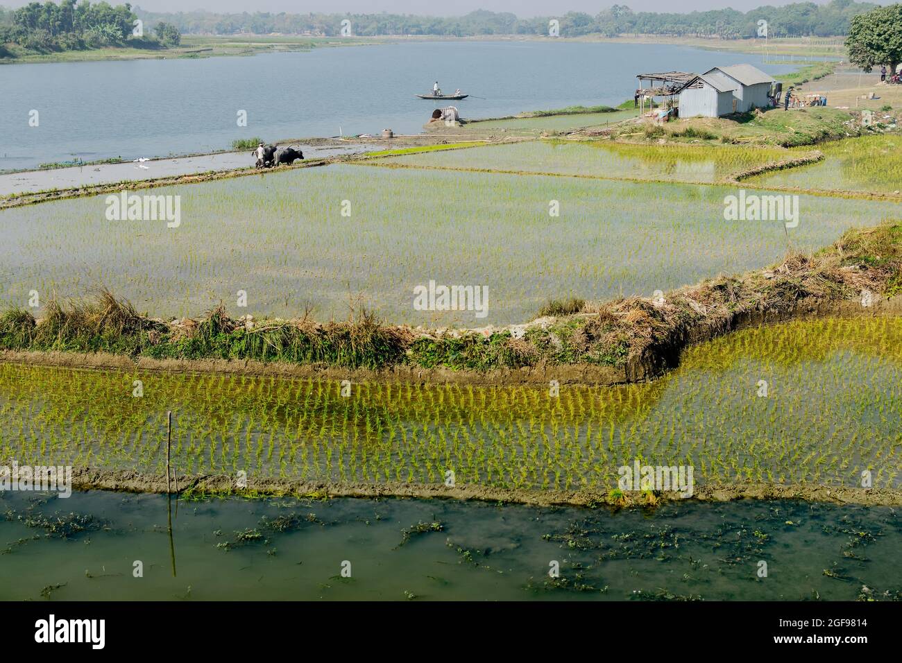 Bellissimo paesaggio rurale di Paddy Field con fiume e cielo blu sullo sfondo. Un uomo che arava campi agricoli con mucche, Kolkata, Bengala Occidentale Foto Stock