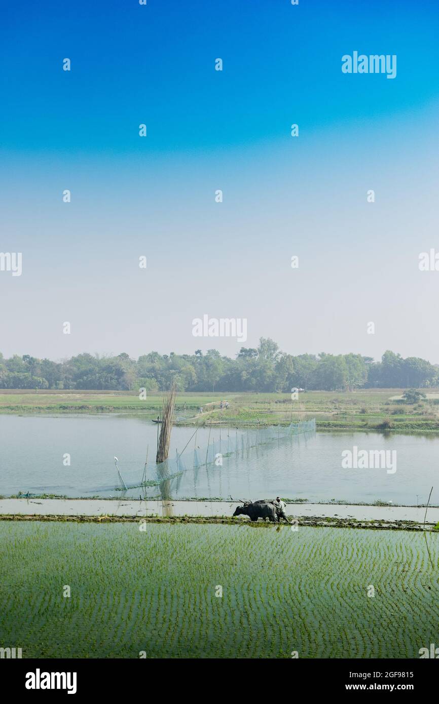 Bellissimo paesaggio rurale di Paddy Field con fiume e cielo blu sullo sfondo. Un uomo che arava campi agricoli con mucche, Kolkata, Bengala Occidentale Foto Stock
