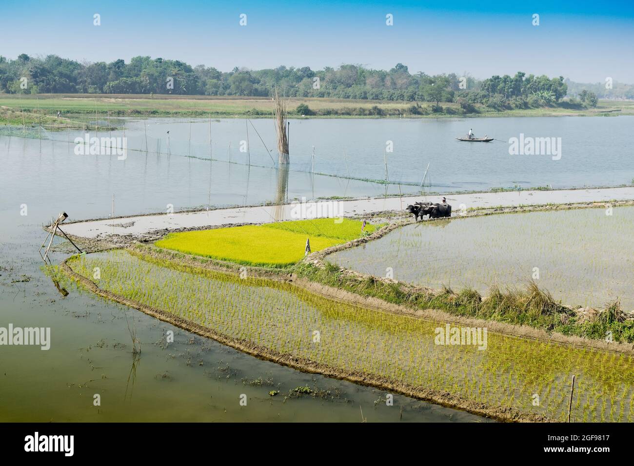 Bellissimo paesaggio rurale di Paddy Field con fiume e cielo blu sullo sfondo. Un uomo che arava campi agricoli con mucche, Kolkata, Bengala Occidentale Foto Stock
