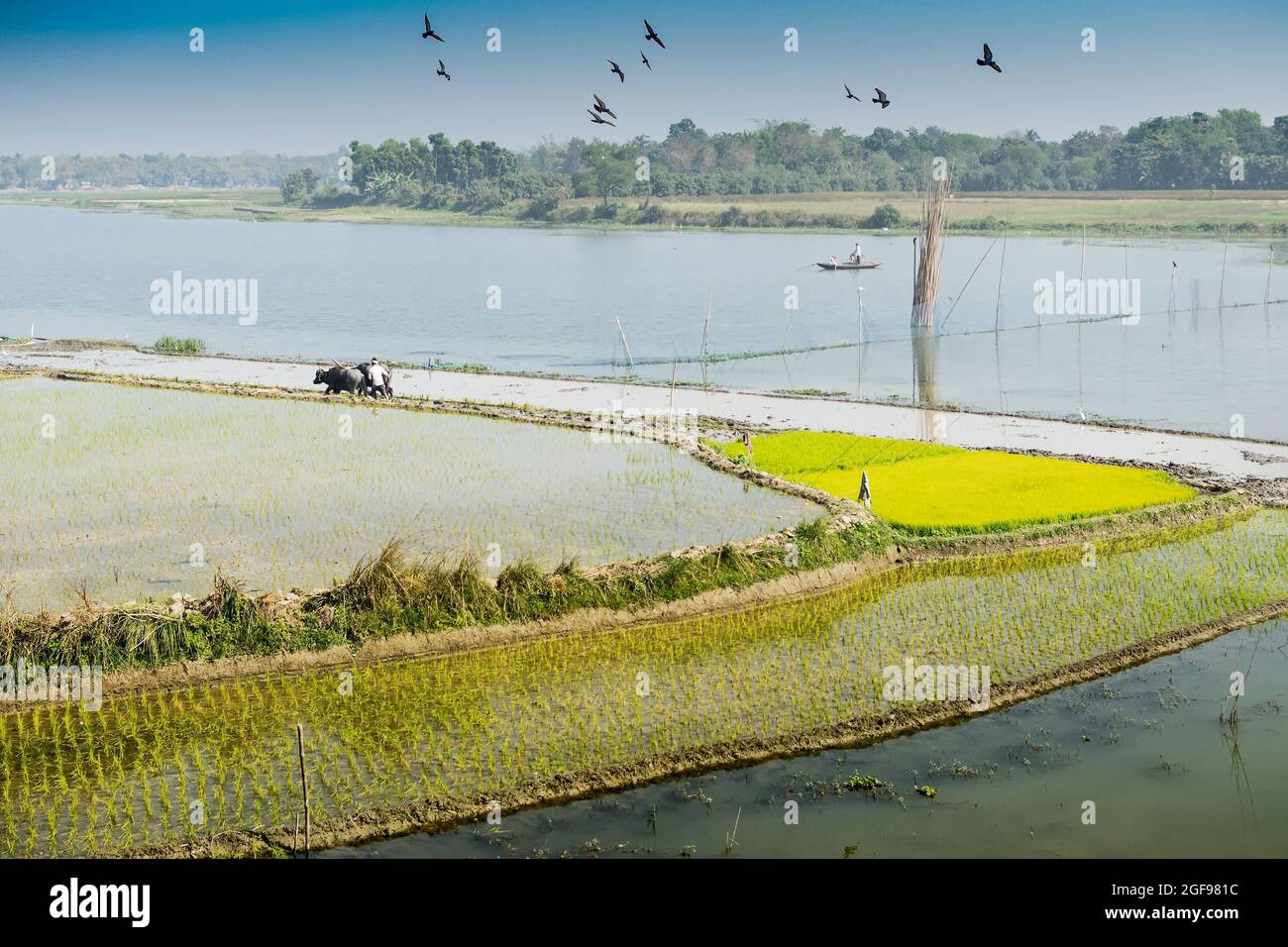 Bellissimo paesaggio rurale di Paddy Field con fiume e cielo blu sullo sfondo. Un uomo che arava campi agricoli con mucche, Kolkata, Bengala Occidentale Foto Stock
