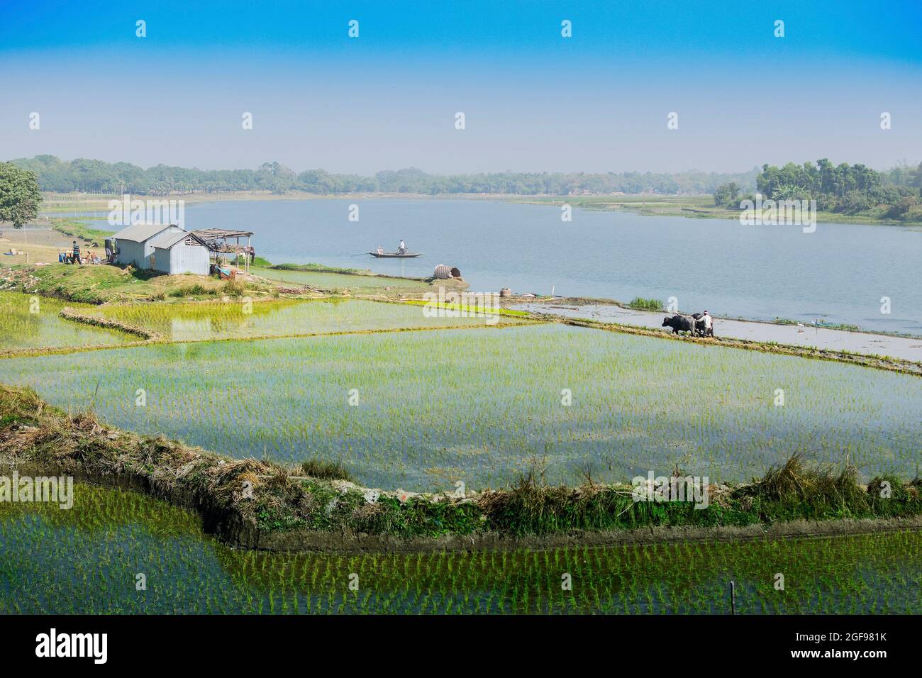 Bellissimo paesaggio rurale di Paddy Field con fiume e cielo blu sullo sfondo. Un uomo che arava campi agricoli con mucche, Kolkata, Bengala Occidentale Foto Stock