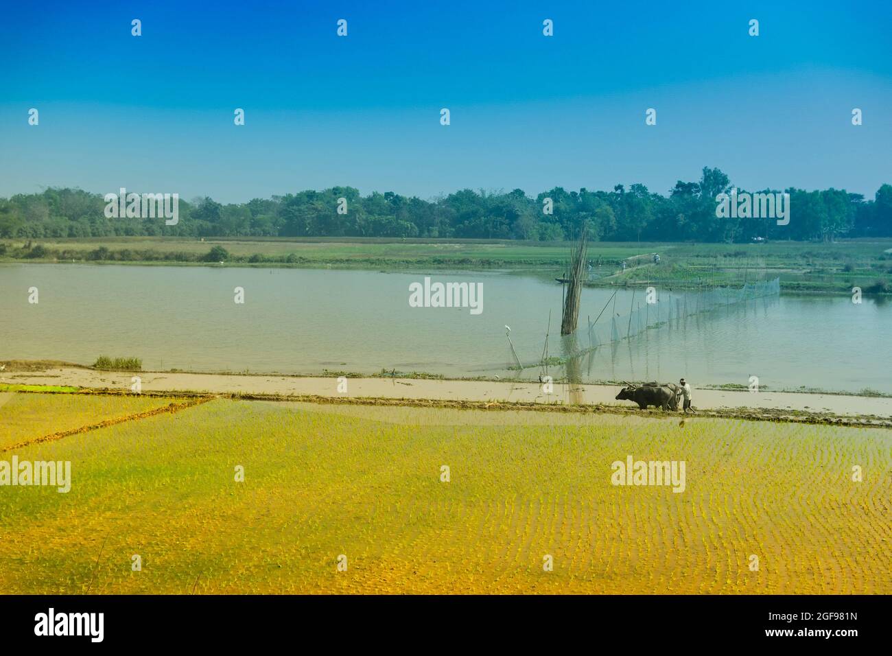 Bellissimo paesaggio rurale di Paddy Field con fiume e cielo blu sullo sfondo. Un uomo che arava campi agricoli con mucche, Kolkata, Bengala Occidentale Foto Stock