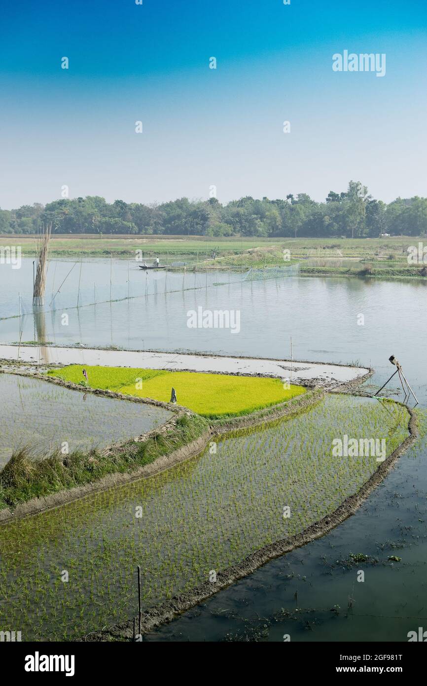 Bellissimo paesaggio rurale di Paddy Field con fiume e cielo blu sullo sfondo. Kolkata, Bengala Occidentale, India Foto Stock