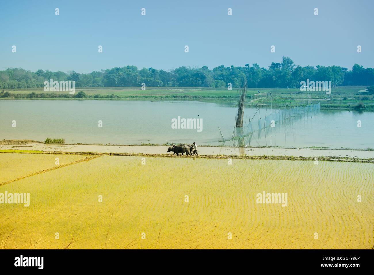 Bellissimo paesaggio rurale di Paddy Field con fiume e cielo blu sullo sfondo. Un uomo che arava campi agricoli con mucche, Kolkata, Bengala Occidentale Foto Stock