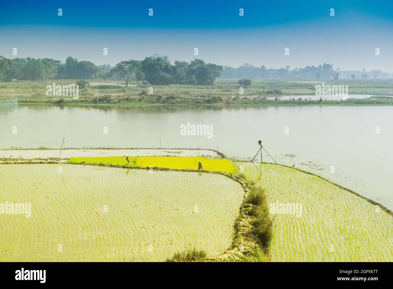 Bellissimo paesaggio rurale di Paddy Field con fiume e cielo blu sullo sfondo. Kolkata, Bengala Occidentale, India Foto Stock