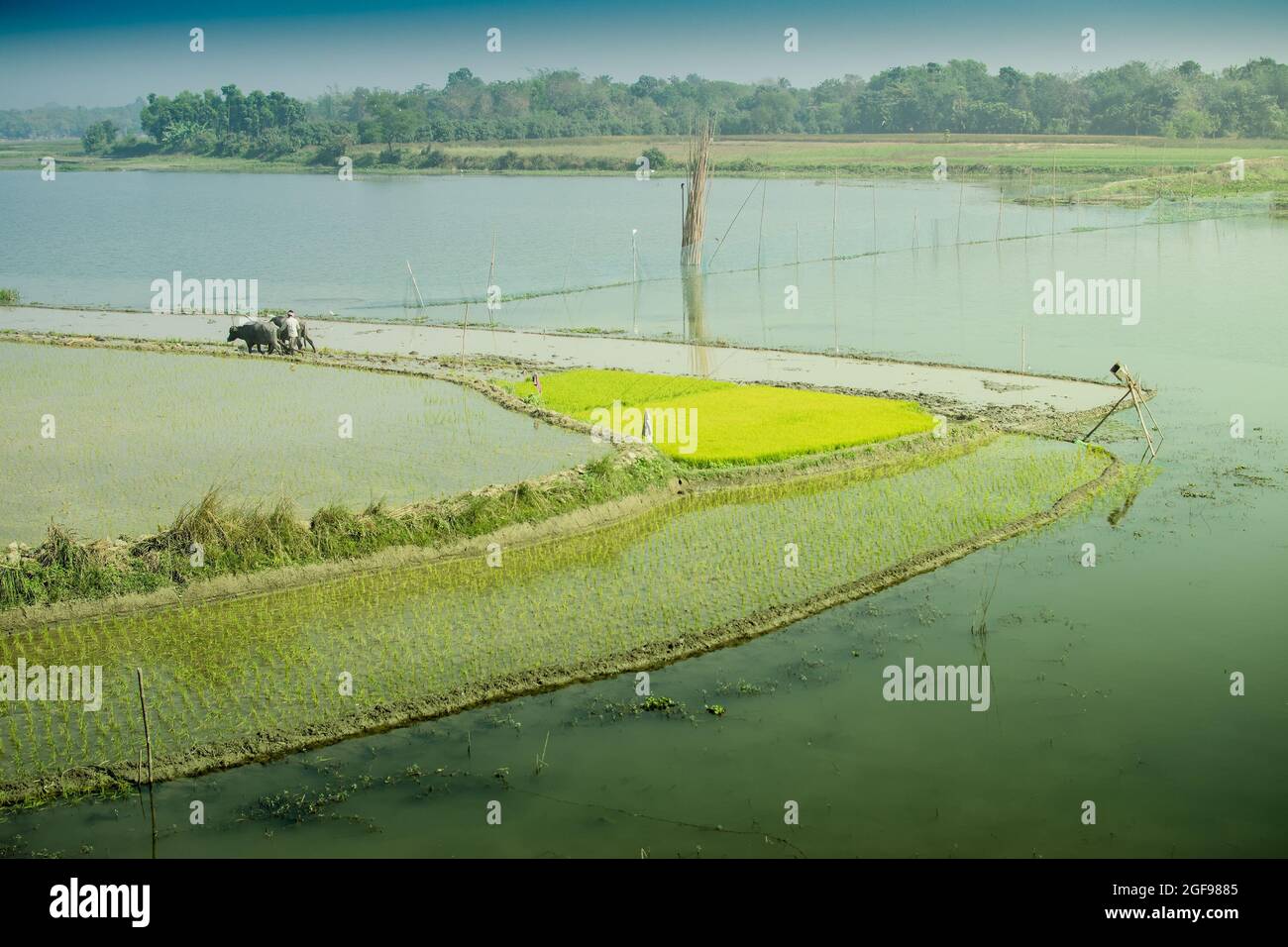 Bellissimo paesaggio rurale di Paddy Field con fiume e cielo blu sullo sfondo. Un uomo che arava campi agricoli con mucche, Kolkata, Bengala Occidentale Foto Stock
