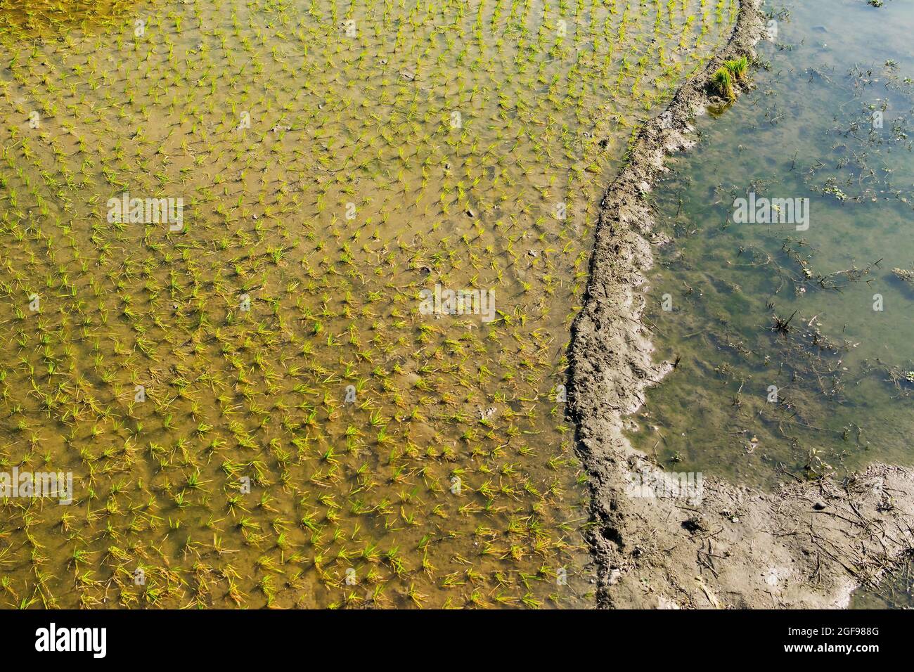 Bellissimo paesaggio rurale di Paddy Field con fiume e cielo blu sullo sfondo. Kolkata, Bengala Occidentale, India Foto Stock