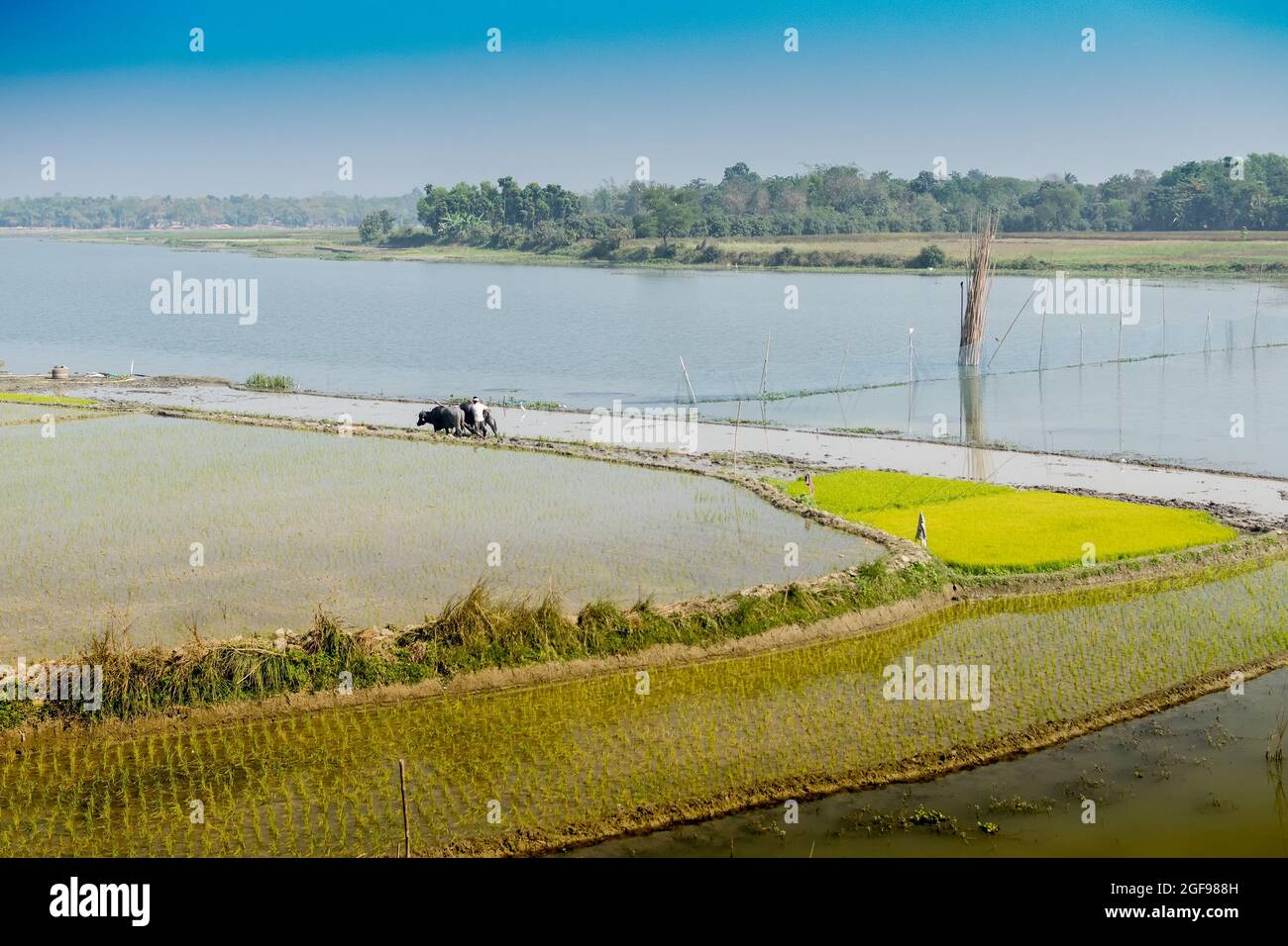 Bellissimo paesaggio rurale di Paddy Field con fiume e cielo blu sullo sfondo. Un uomo che arava campi agricoli con mucche, Kolkata, Bengala Occidentale Foto Stock