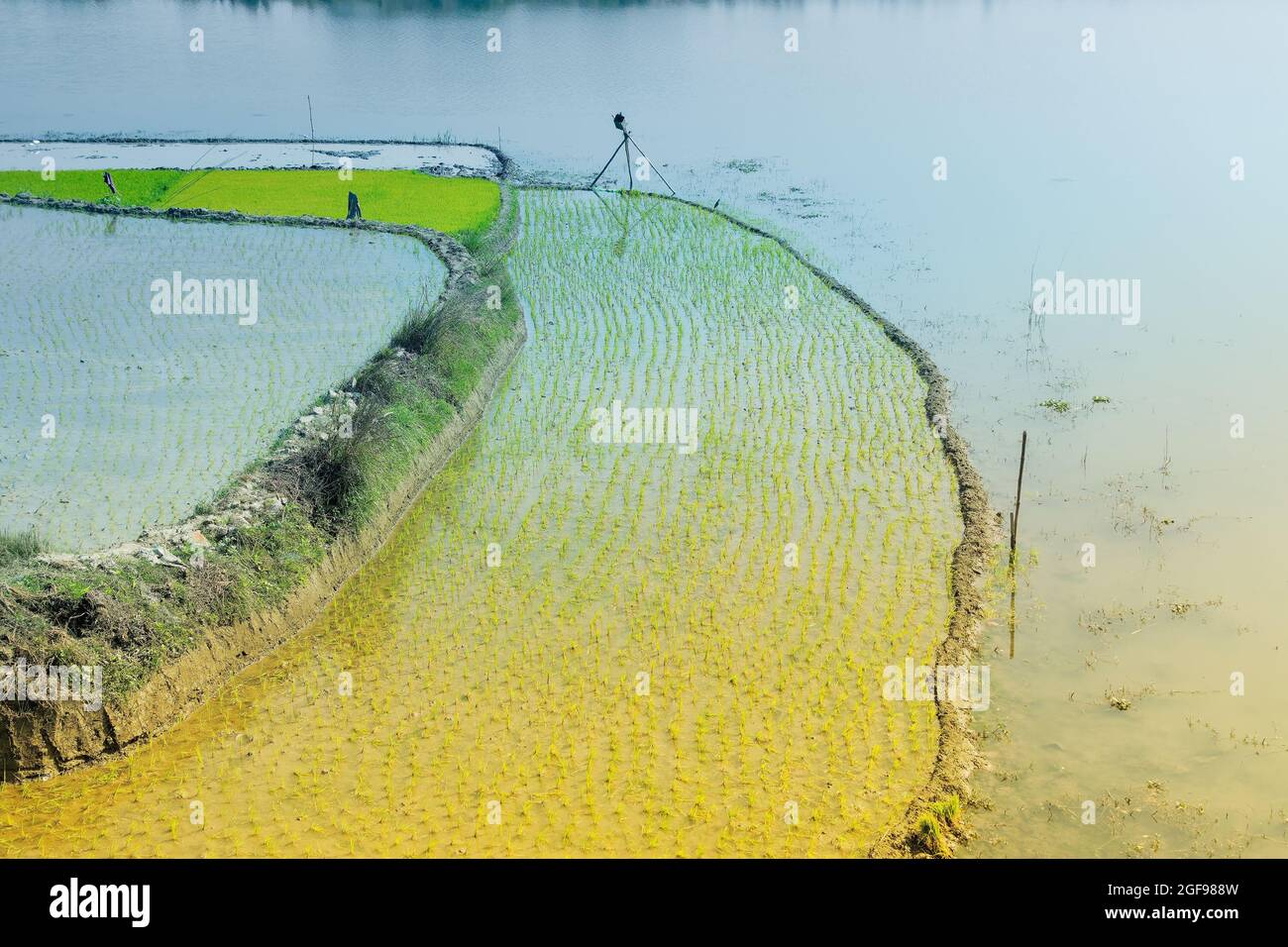 Bellissimo paesaggio rurale di Paddy Field con fiume e cielo blu sullo sfondo. Kolkata, Bengala Occidentale, India Foto Stock