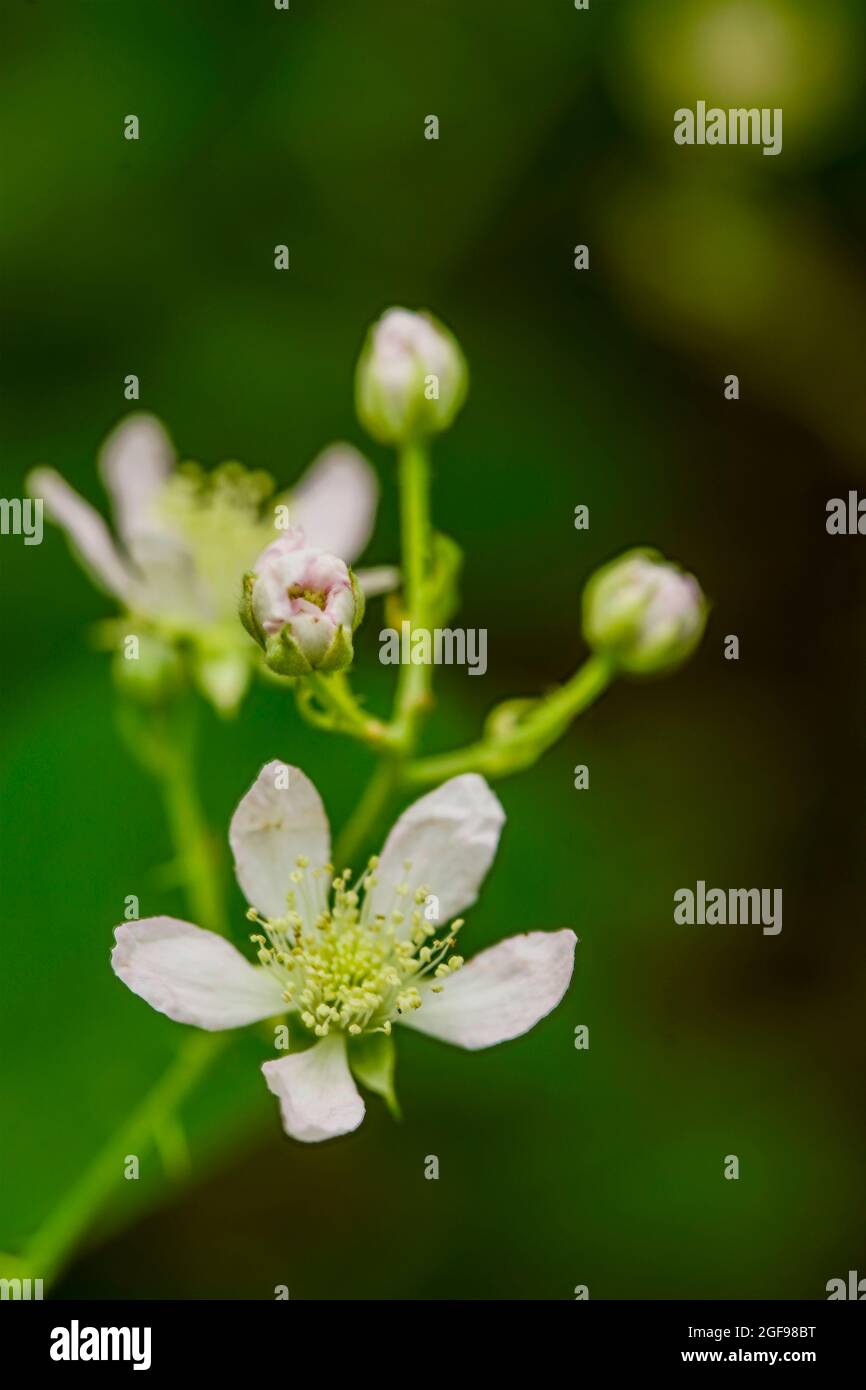 Primo piano BlackBerry pianta / fiori in un ambiente boschivo, naturale selvaggio cibo ritratto Foto Stock