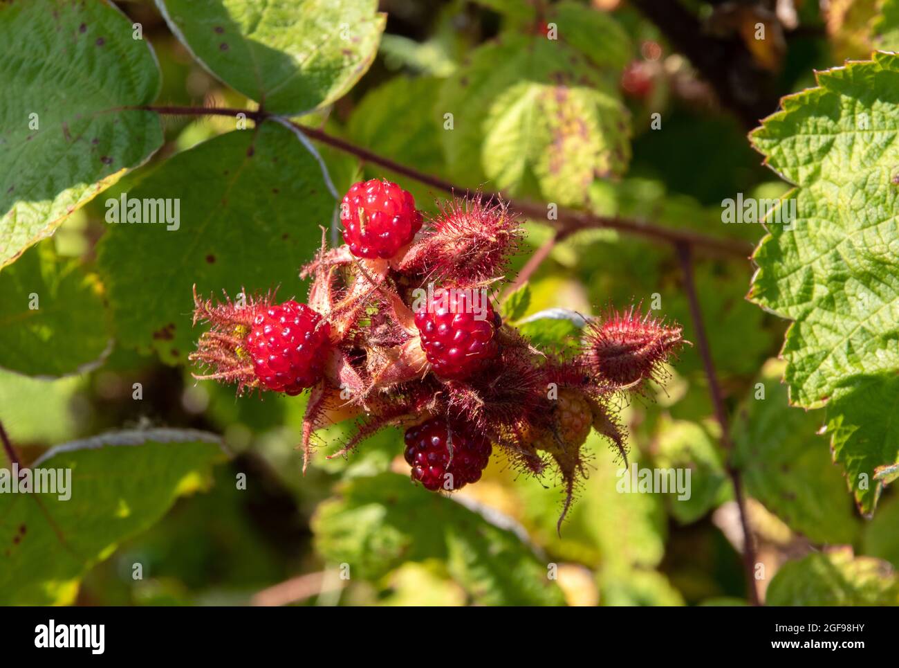 Rubus phoenicolasius, mirtilli Foto Stock