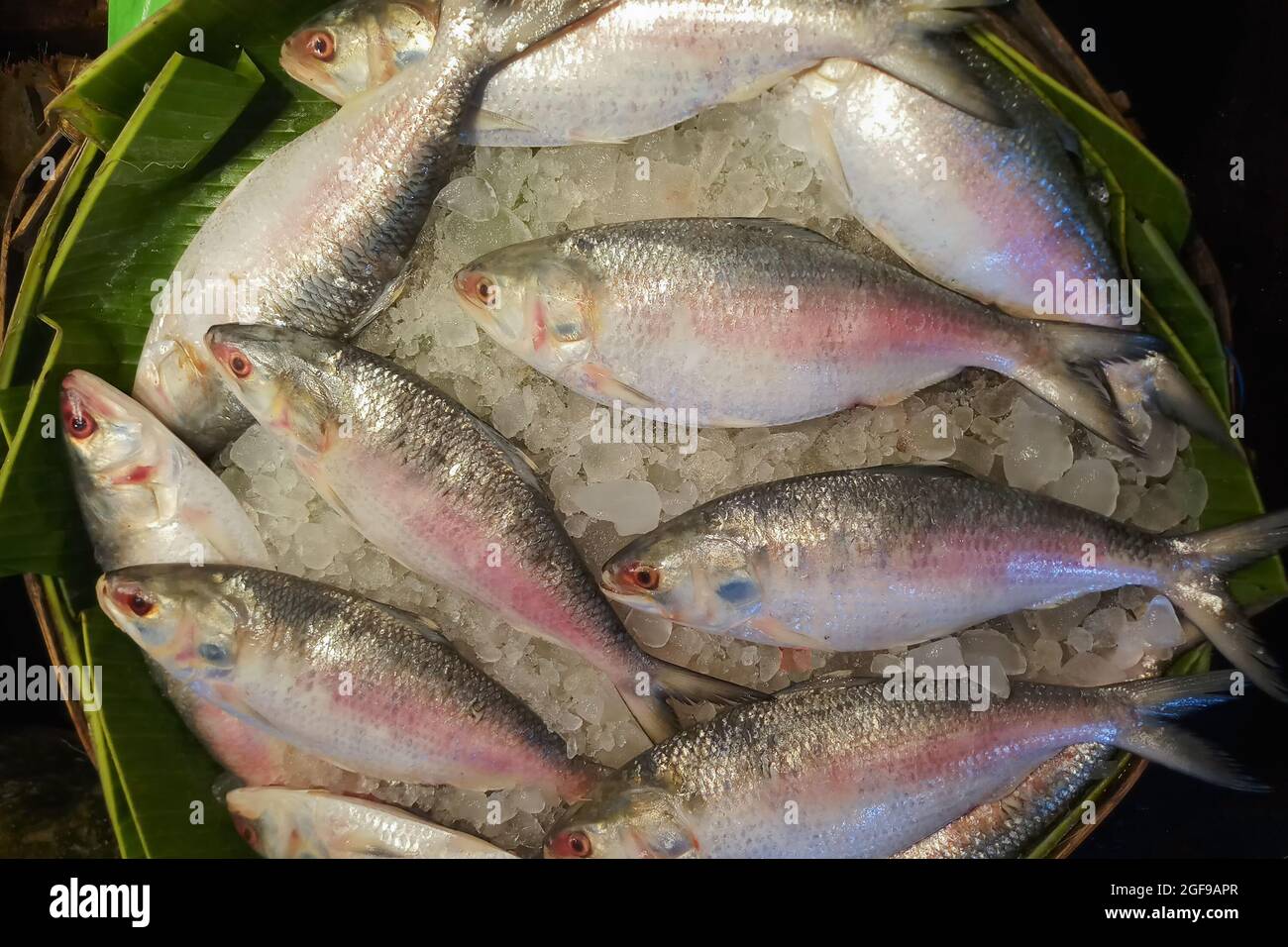 Il pesce d'Ilish , il pesce di Tenualosa ilisha o di hilsa è un pesce molto popolare e ricercato del cibo saporito nel subcontinente indiano. È nazionale del Bangladesh Foto Stock