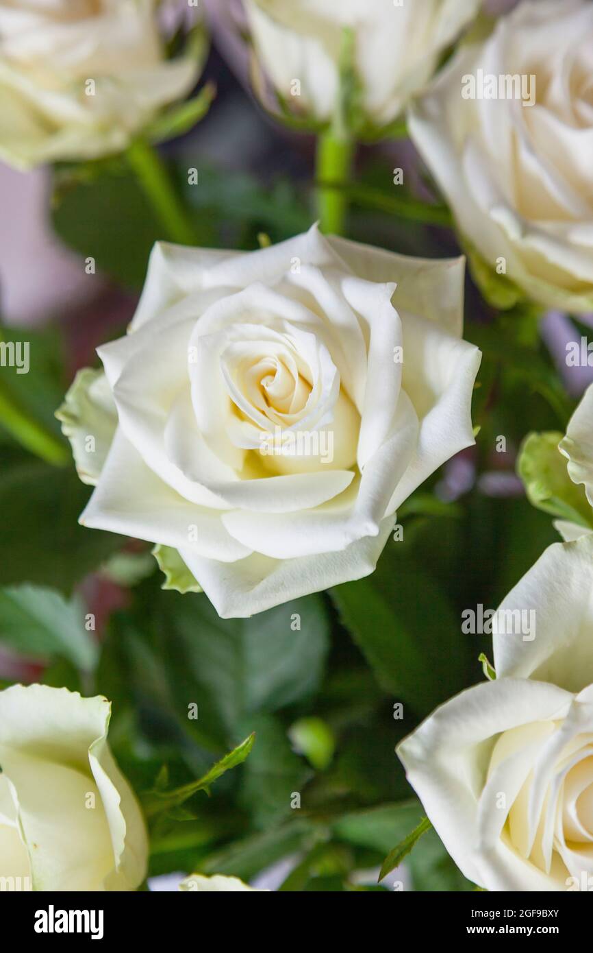 Flora, Fiori, Rosa, Rosa, Rose bianche in vaso. Foto Stock