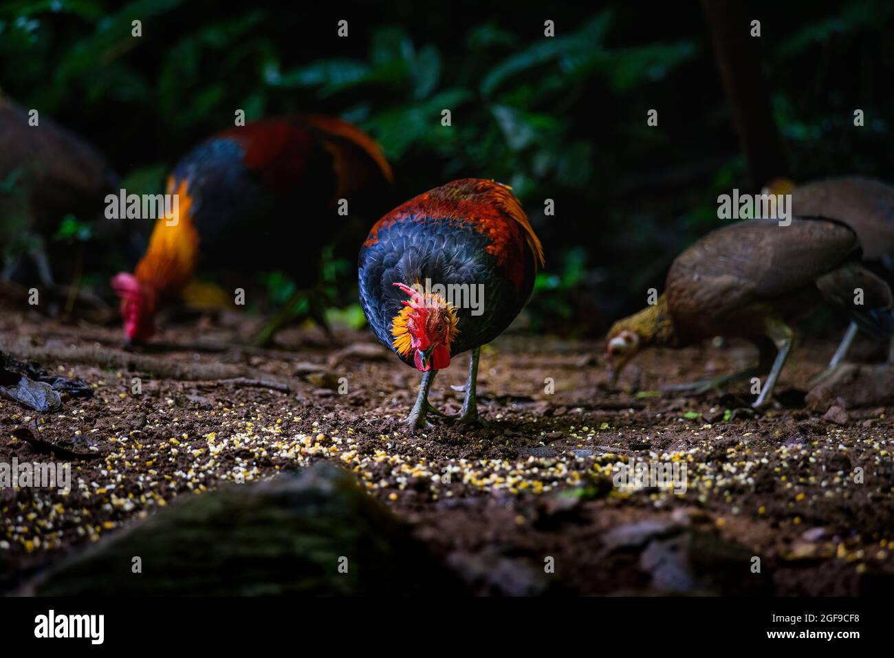 Red Junglefowl - Gallus gallus uccello tropicale in natura thailandia Foto Stock