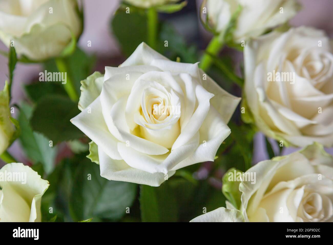 Flora, Fiori, Rosa, Rosa, Rose bianche in vaso. Foto Stock