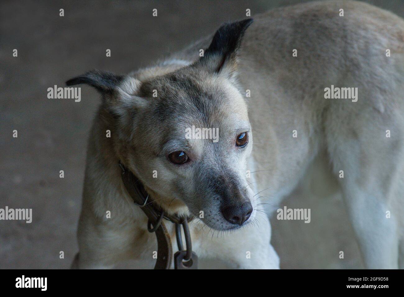 Il cane si sta chiedendo di adozione e nuova casa. Mongrel cane con enormi occhi tristi. Foto Stock