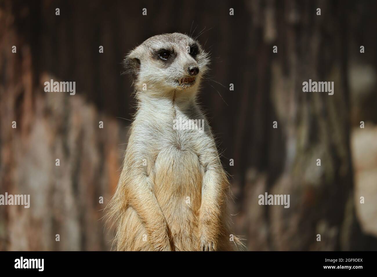 Primo piano di Cute Furry Suricate nello Zoo. Adorabile Ritratto di Meerkat in piedi nel giardino zoologico. Foto Stock