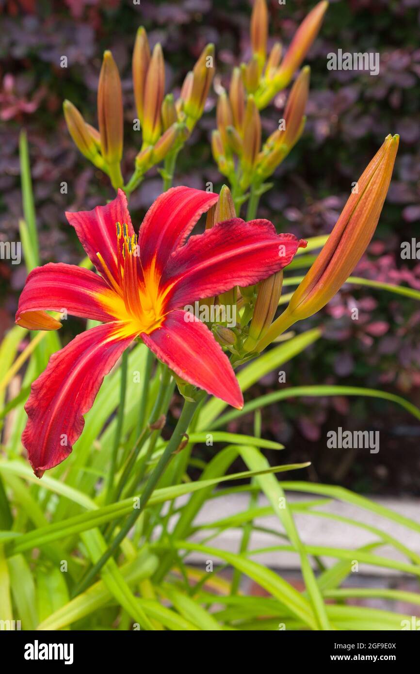 Flora, Fiori, Hermerocallis, Giglio, Rosso giorno Giglio che cresce all'aperto in giardino. Foto Stock