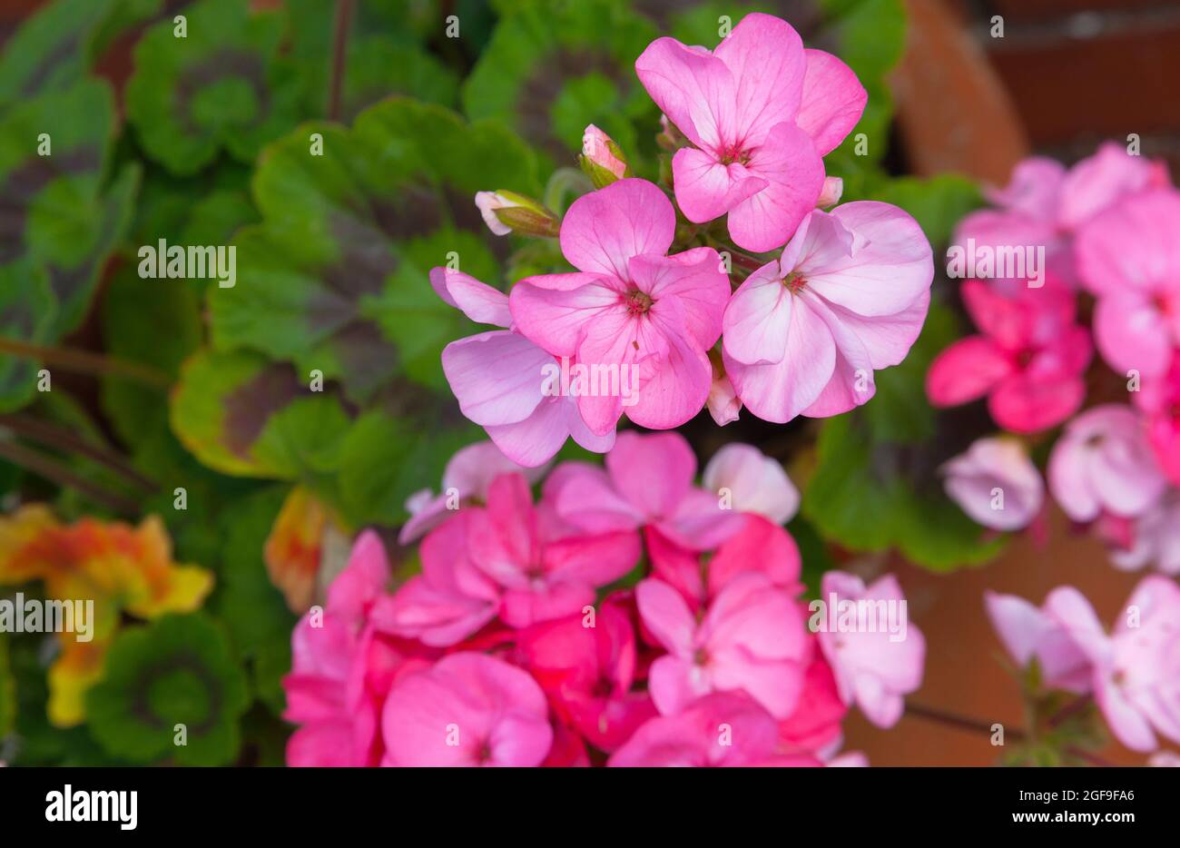 Flora, fiori, geranio rosa che cresce all'aperto in giardino. Foto Stock