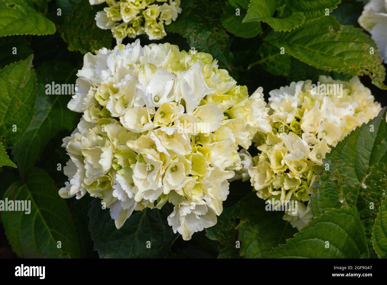 Flora, Fiori, Hydrangea bianca di colore che cresce all'aperto in giardino. Foto Stock