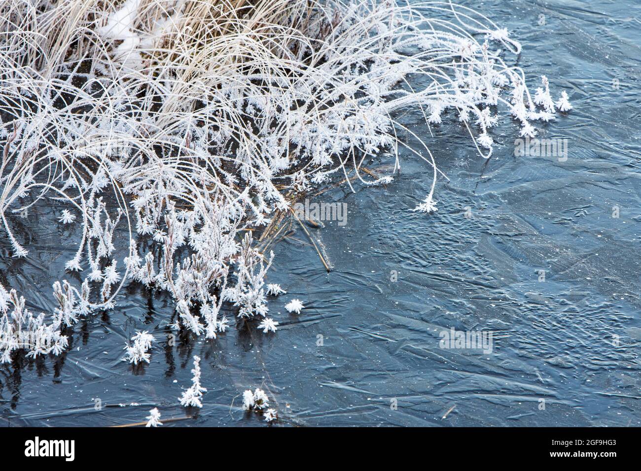 Le creste ricoperte di gelo sulla riva accanto alla superficie dell'acqua ghiacciata Foto Stock